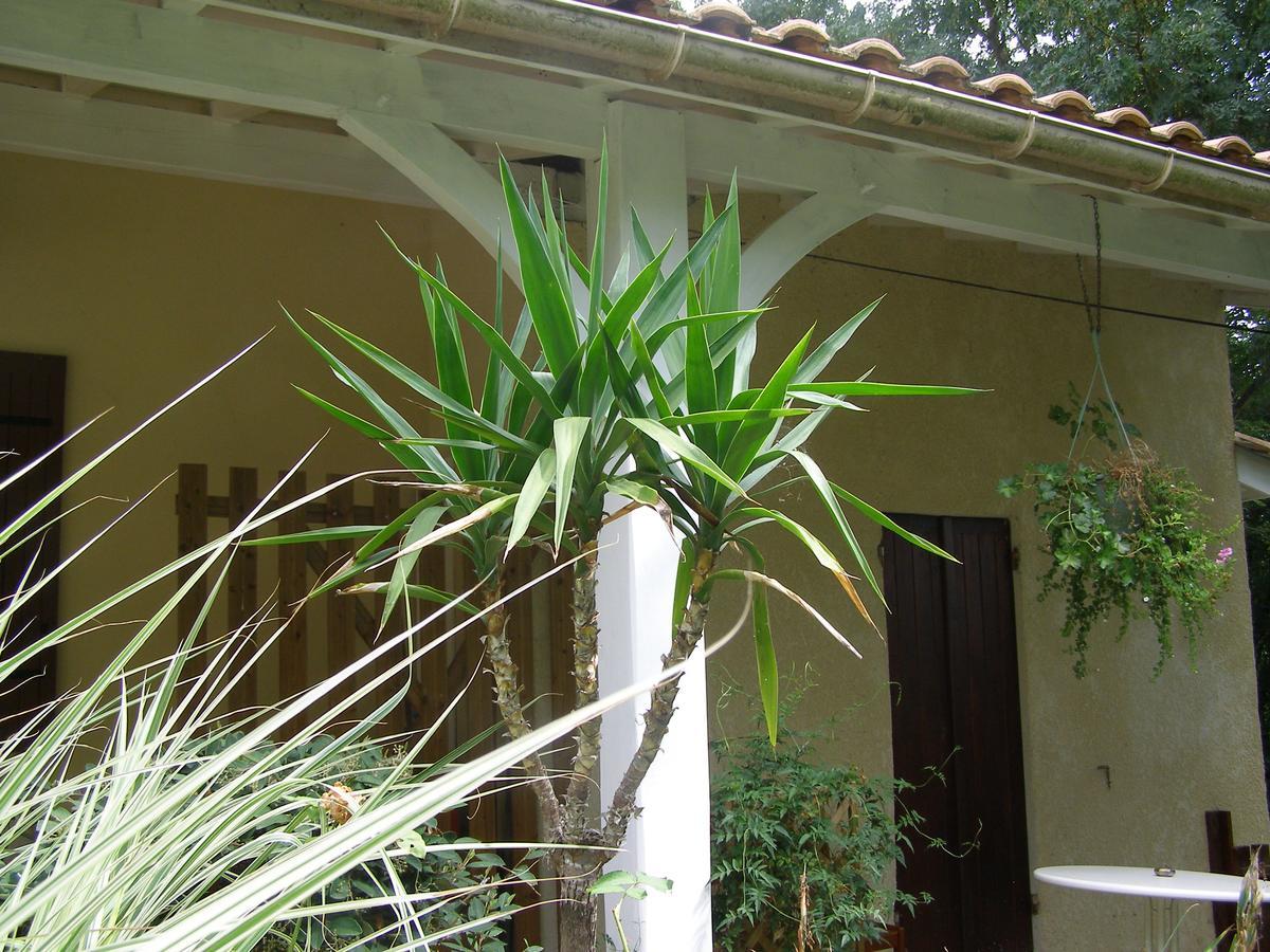 Le Bord De L'Eau Bed & Breakfast Sainte-Terre Ngoại thất bức ảnh